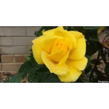 Unique Yellow Rose